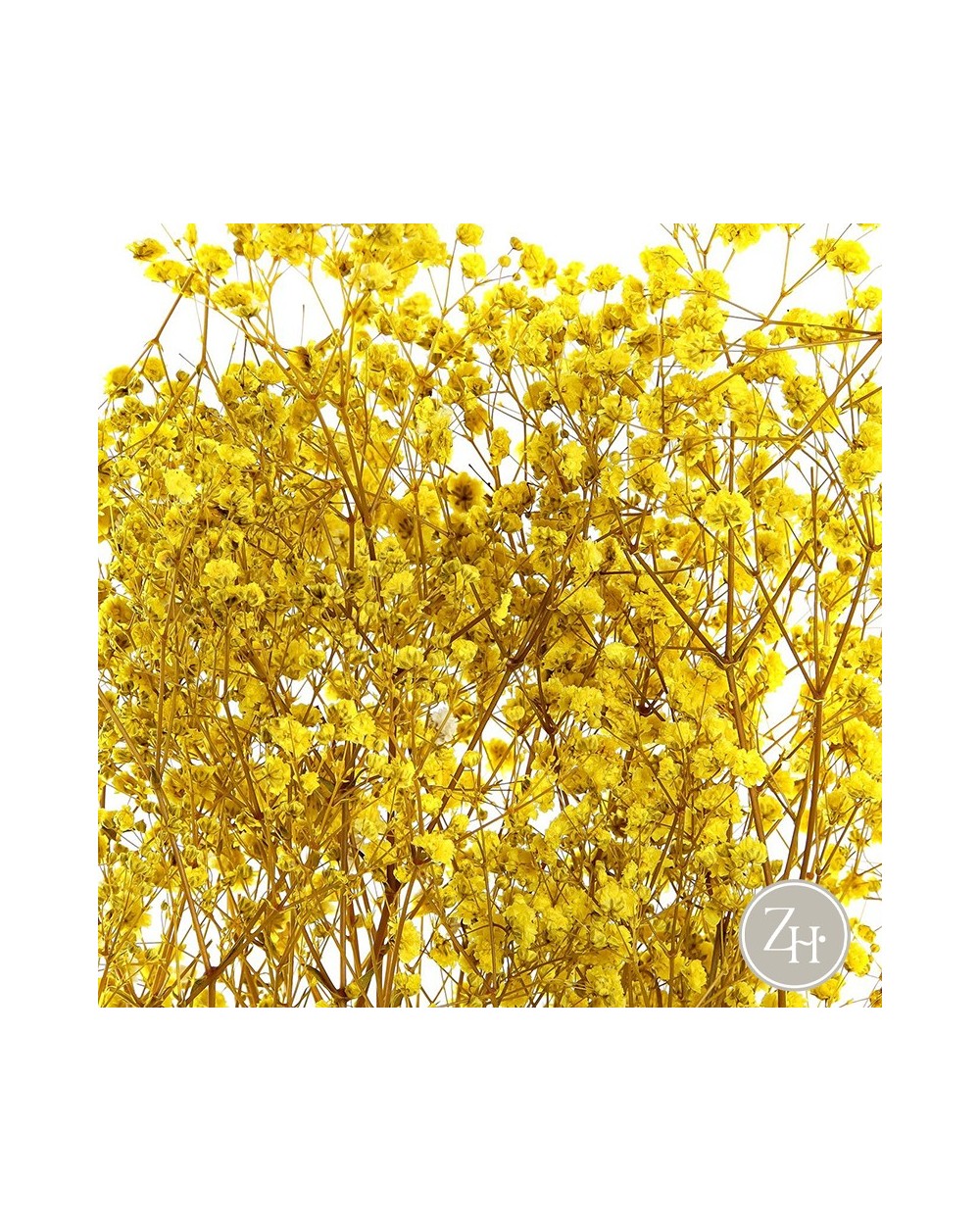Ramillete flores secas amarillo PANICULATA