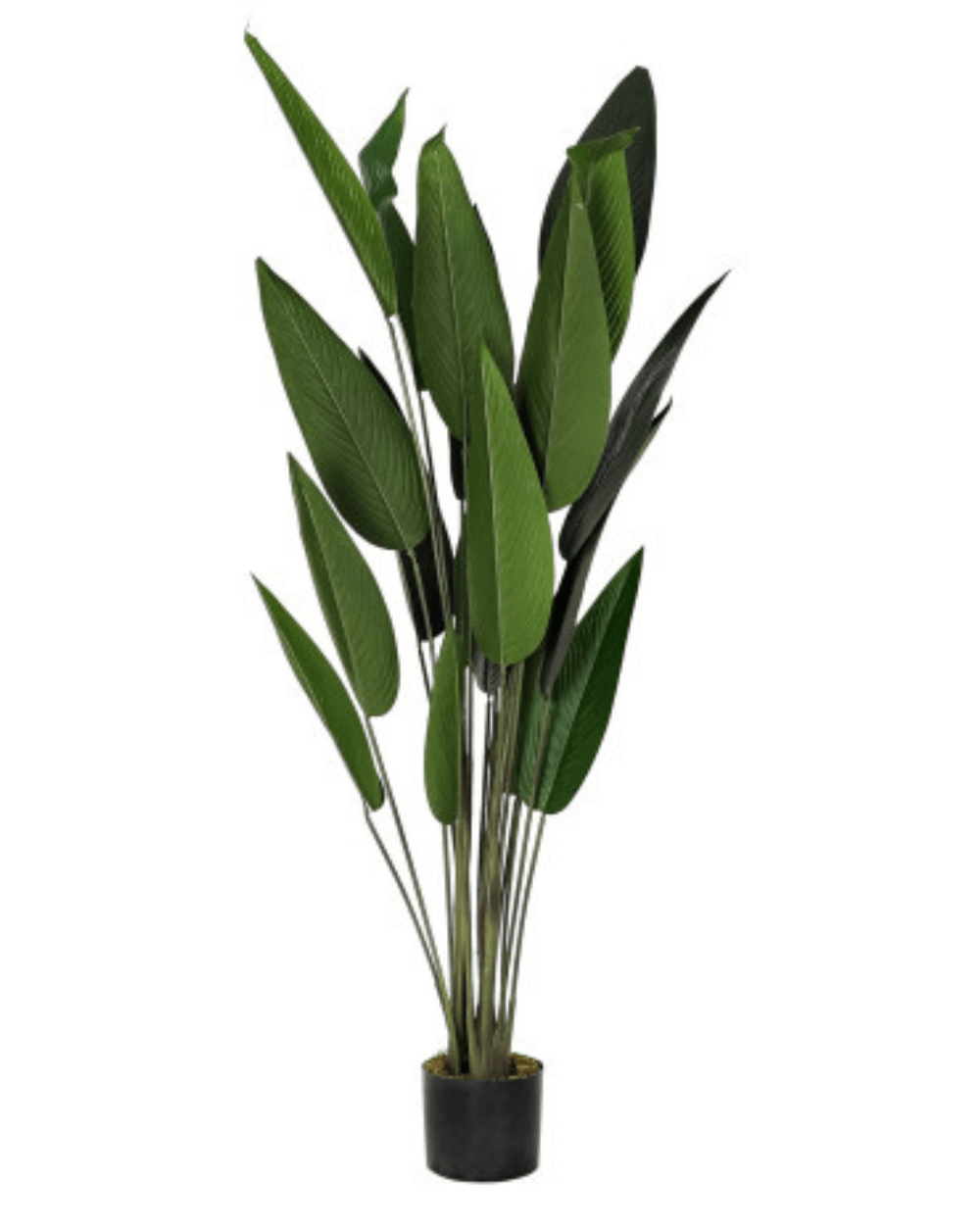 Planta CANNA 160